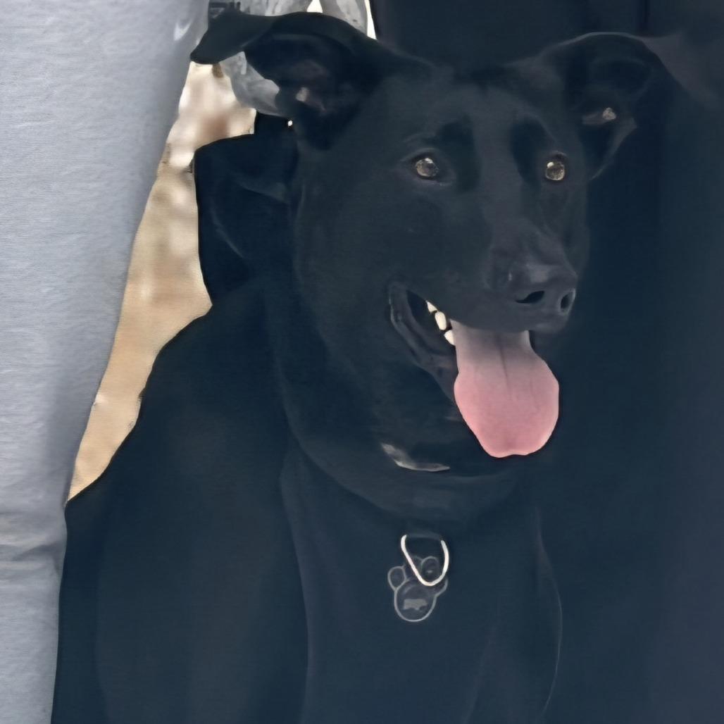 Enlarge Tyson, a Adoptable mixed breed in Idaho Falls, ID image 4/6