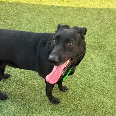 Enlarge Tyson, a Adoptable mixed breed in Idaho Falls, ID image 6/6
