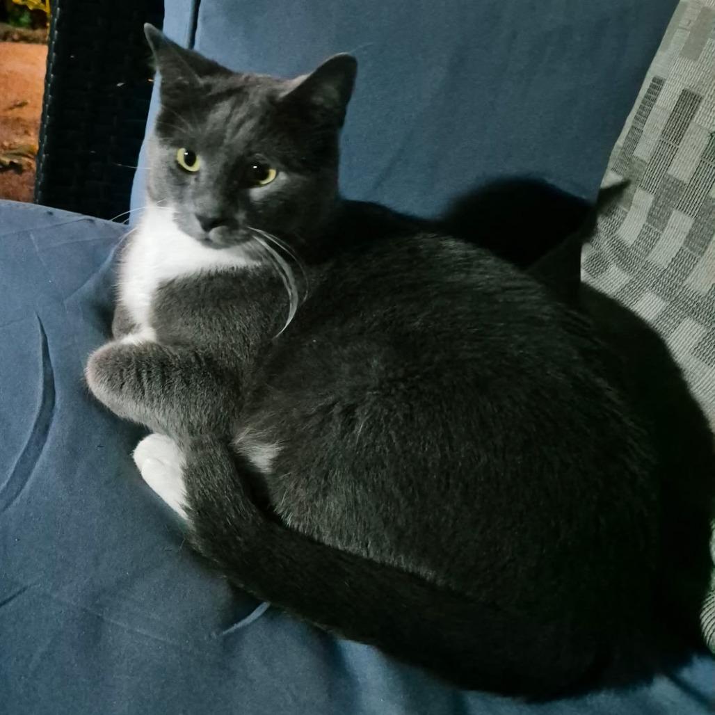 Sampson, a Adoptable Domestic Short Hair in Easton, PA image 1/4