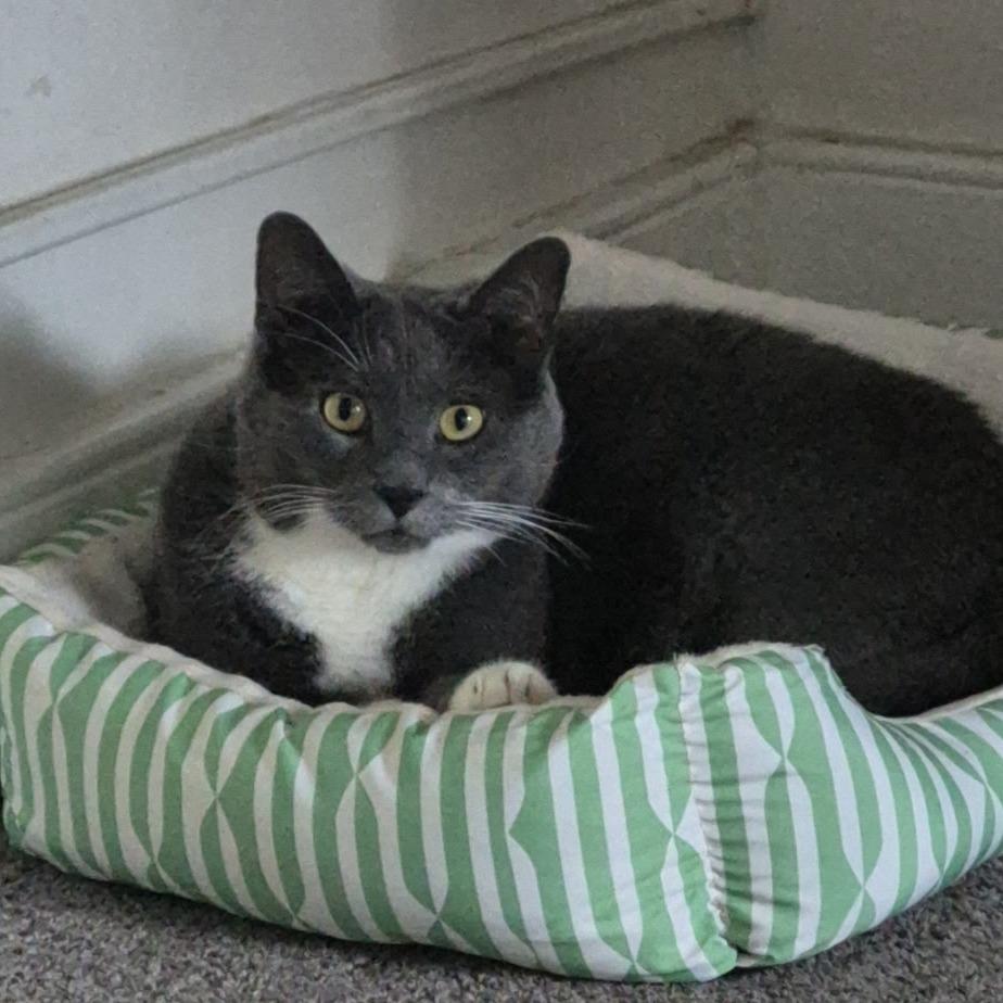 Sampson, a Adoptable Domestic Short Hair in Easton, PA image 2/4