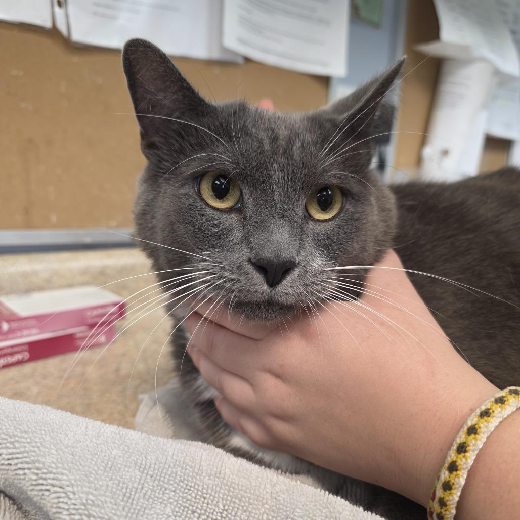 Sampson, a Adoptable Domestic Short Hair in Easton, PA image 3/4