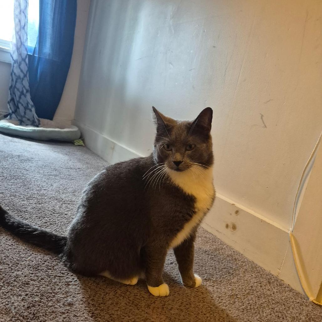 Sampson, a Adoptable Domestic Short Hair in Easton, PA image 4/4