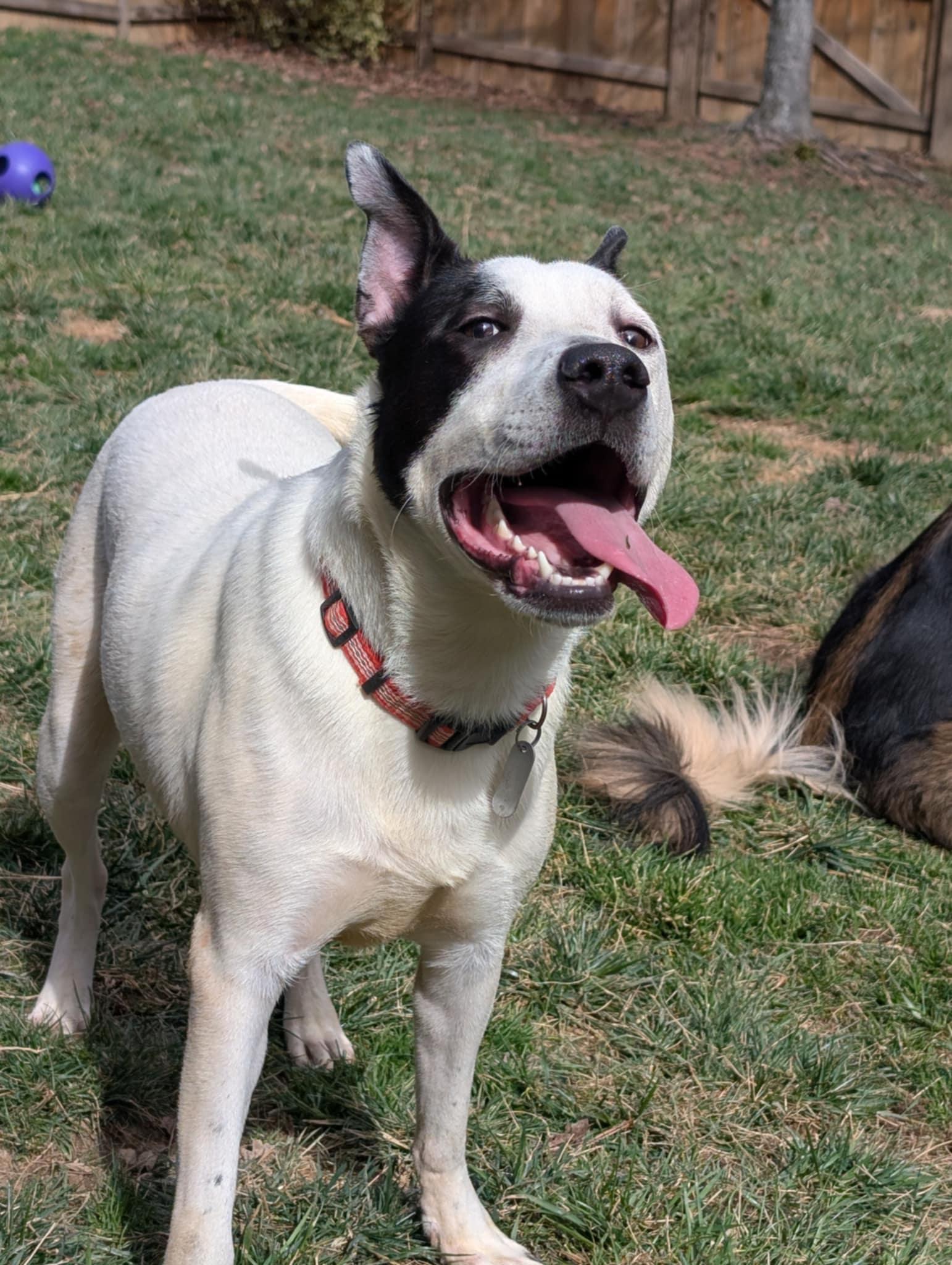 Enlarge Parker - Louisiana Litter, a Adoptable mixed breed in Holly Springs, NC image 1/3