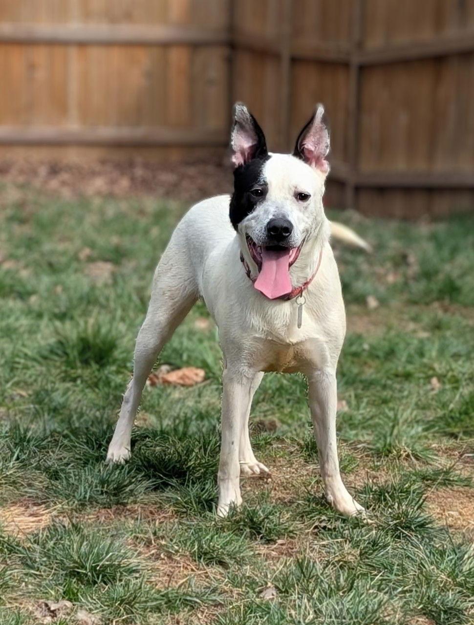 Enlarge Parker - Louisiana Litter, a Adoptable mixed breed in Holly Springs, NC image 2/3