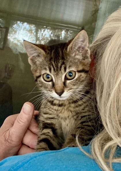 Selena, Adoptable, Kitten Female Domestic Short Hair & Domestic Short Hair.