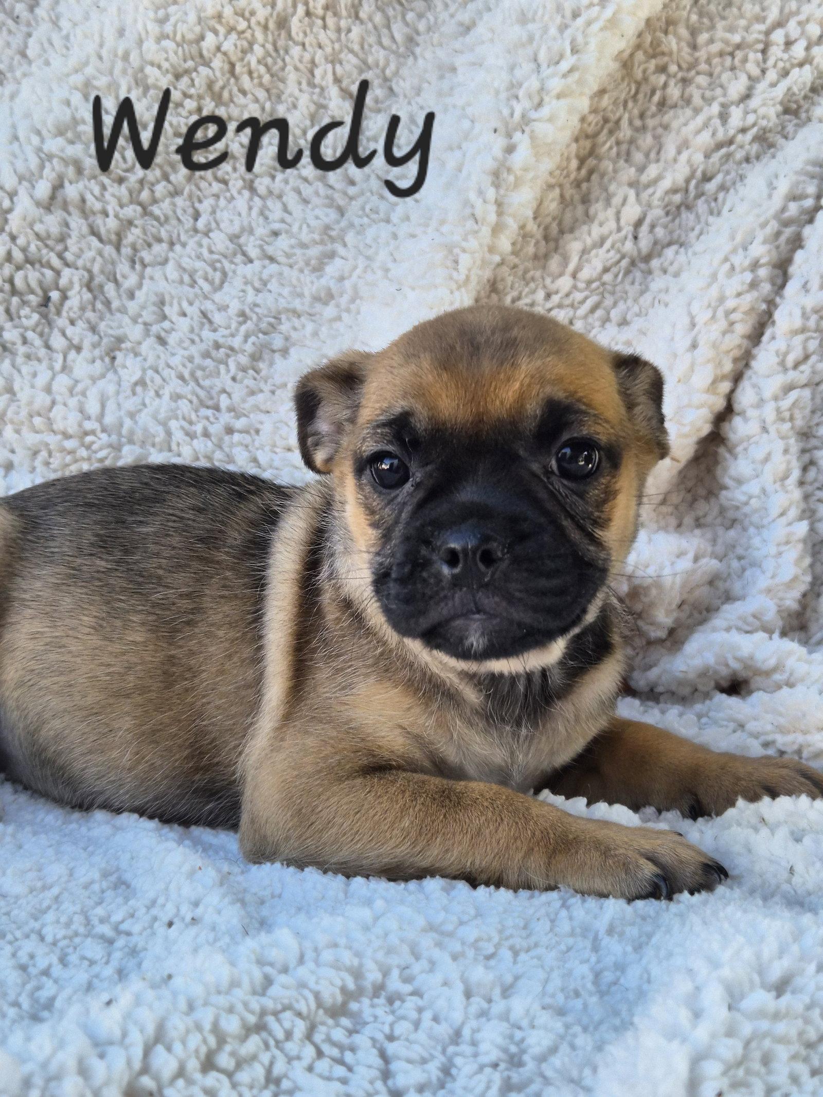Wendy, Adopted, Puppy Female Pug.