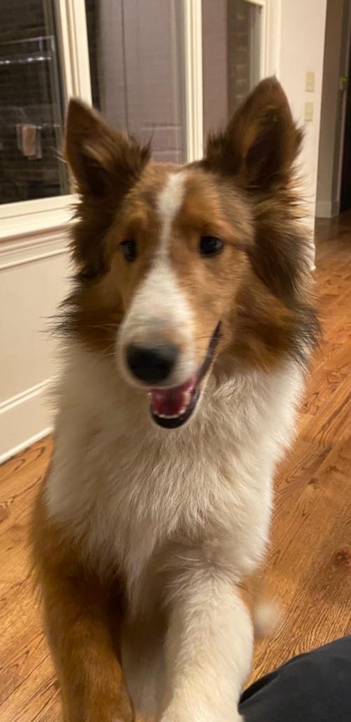 Enlarge Jack, an adopted Shetland Sheepdog / Sheltie in Lakeland, TN image 6/6