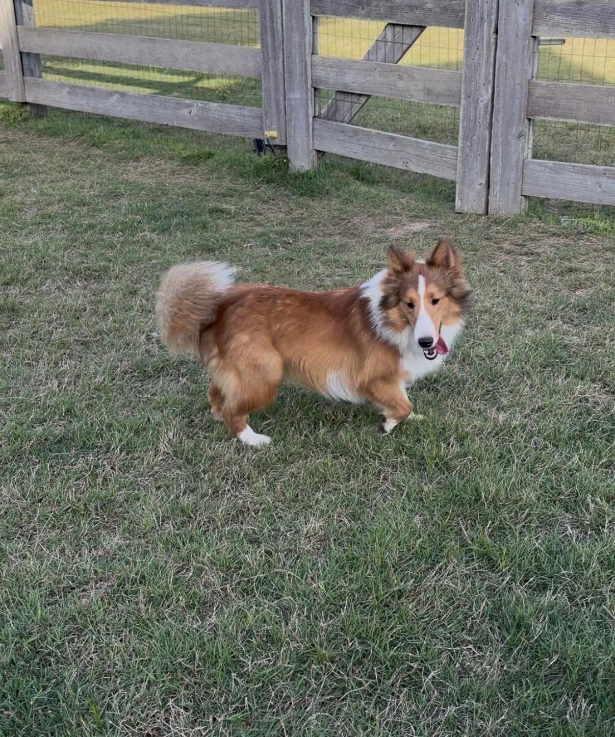 Enlarge Jack, an adopted Shetland Sheepdog / Sheltie in Lakeland, TN image 4/6