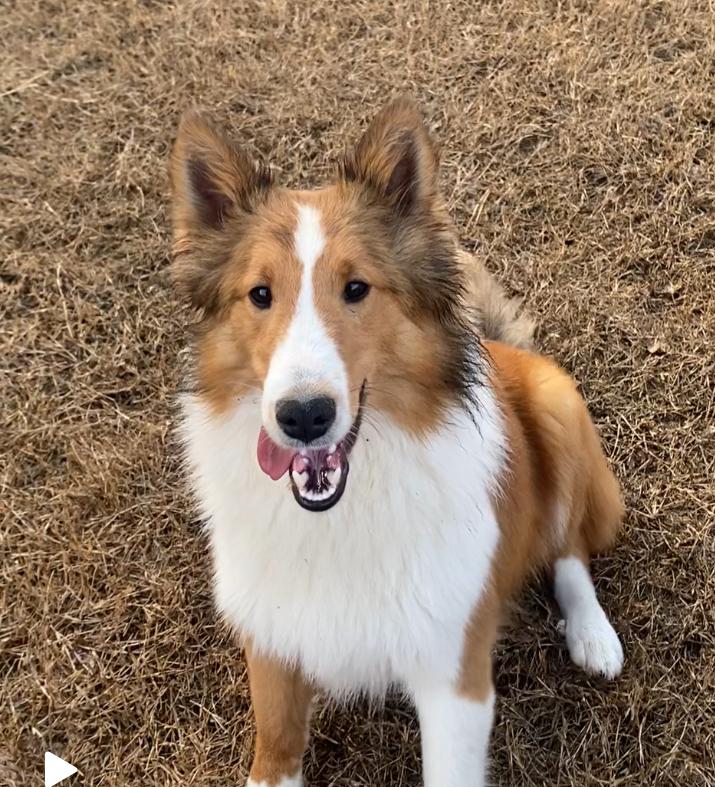 Enlarge Jack, an adopted Shetland Sheepdog / Sheltie in Lakeland, TN image 5/6