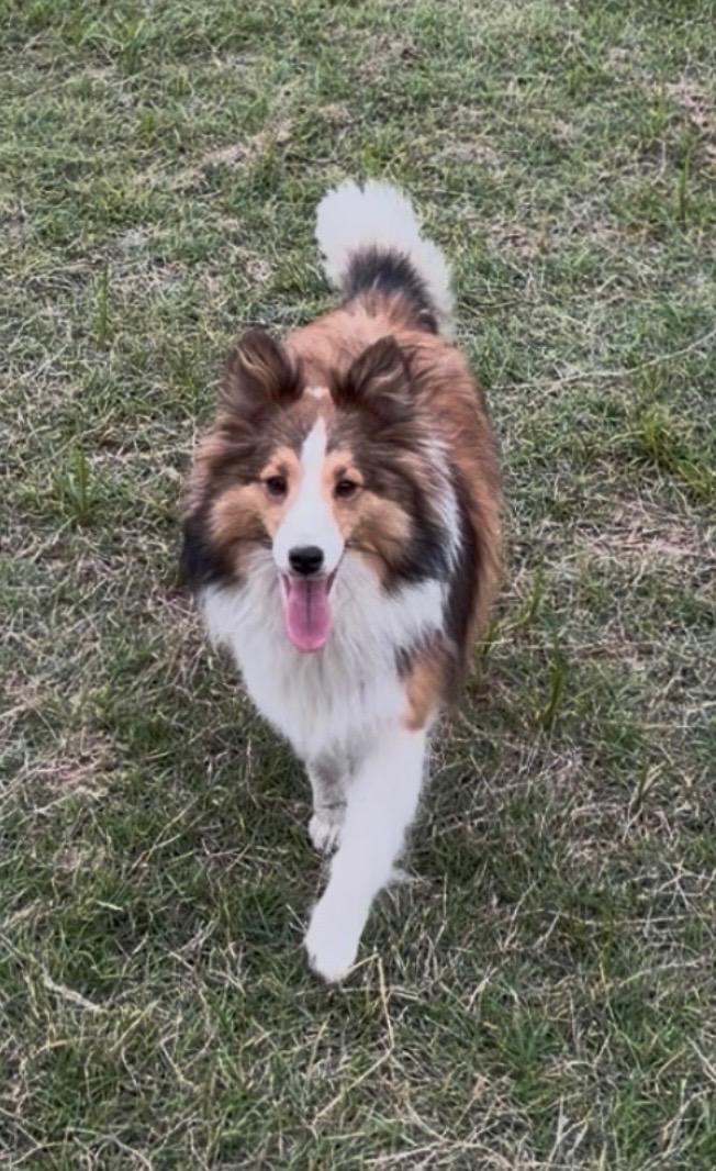 Jack, adopted, Young Male Shetland Sheepdog / Sheltie.