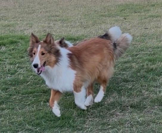 Enlarge Jack, an adopted Shetland Sheepdog / Sheltie in Lakeland, TN image 3/6