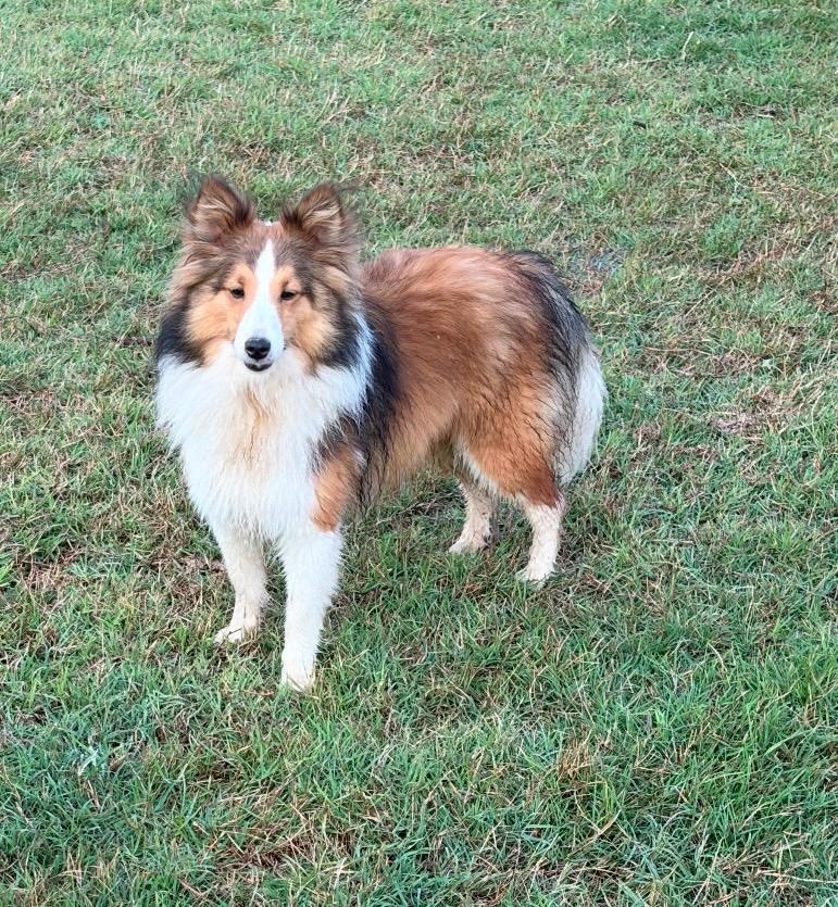 Enlarge Jack, an adopted Shetland Sheepdog / Sheltie in Lakeland, TN image 2/6