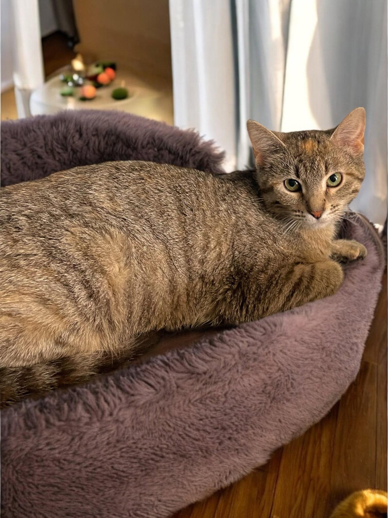 Enlarge Bornia, a Adopted Domestic Short Hair in Champaign, IL image 1/3