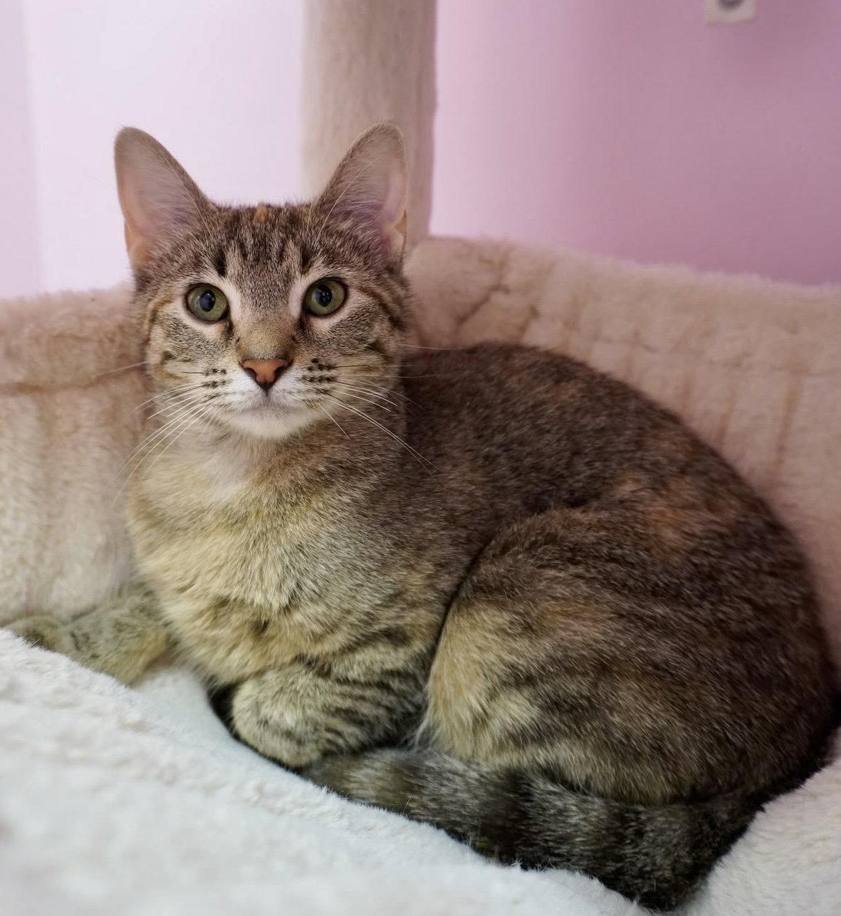 Enlarge Bornia, a Adopted Domestic Short Hair in Champaign, IL image 2/3
