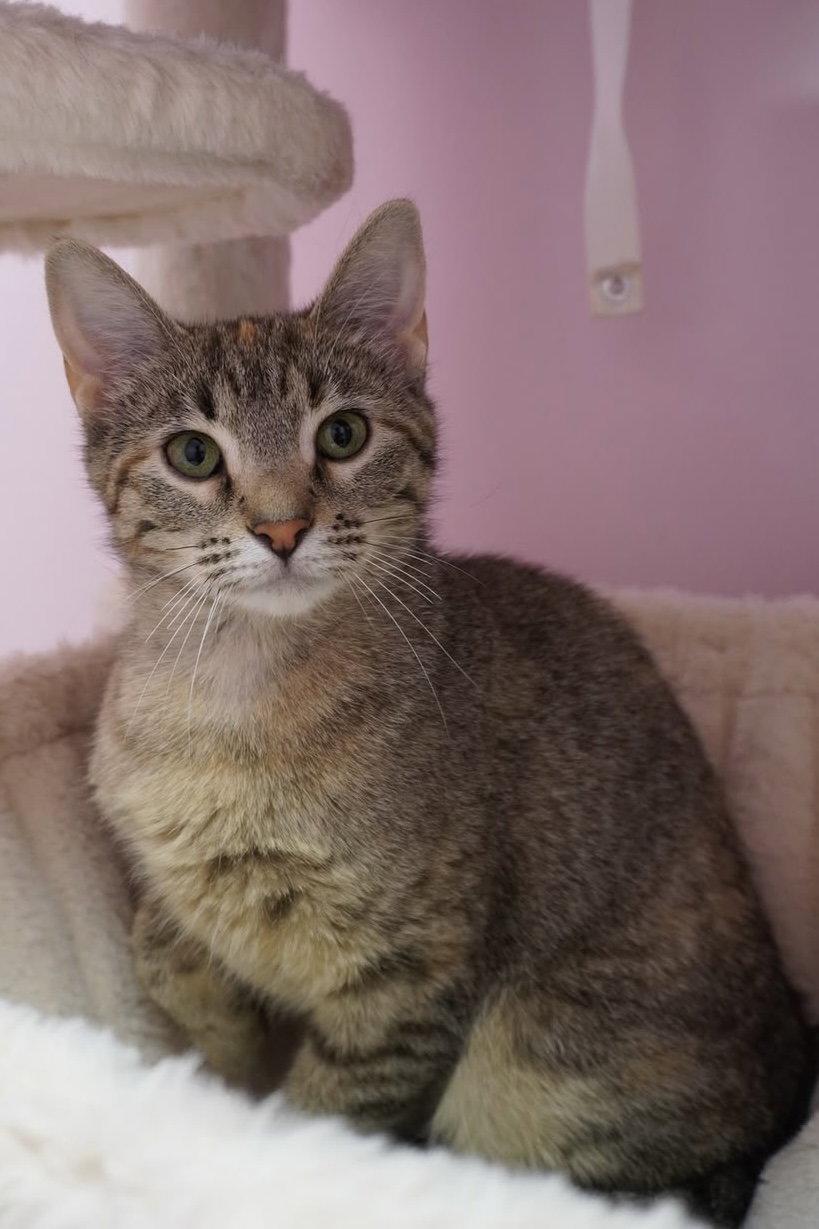 Enlarge Bornia, a Adopted Domestic Short Hair in Champaign, IL image 3/3