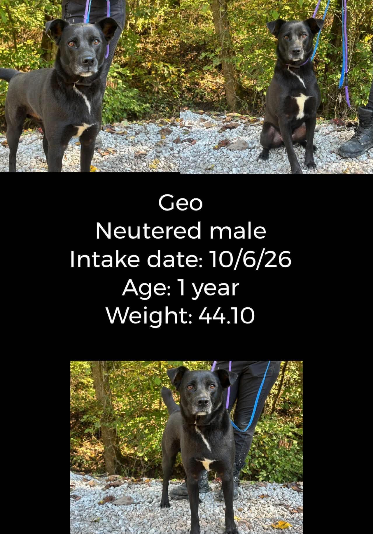Geo, Adoptable, Adult Male Black Labrador Retriever.