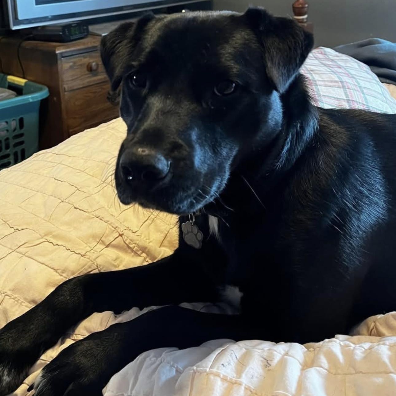 Megan, adoptable, Young Female Labrador Retriever.