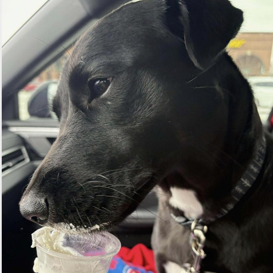 Enlarge Megan, an adoptable mixed breed in Cedarburg, WI image 4/6