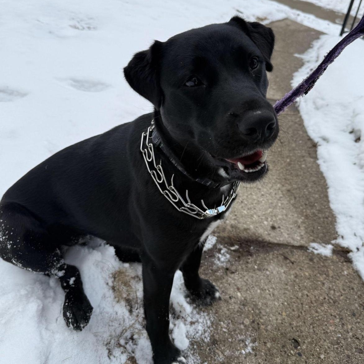 Enlarge Megan, an adoptable mixed breed in Cedarburg, WI image 5/6