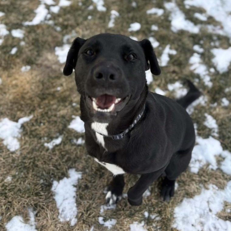 Enlarge Megan, an adoptable mixed breed in Cedarburg, WI image 3/6
