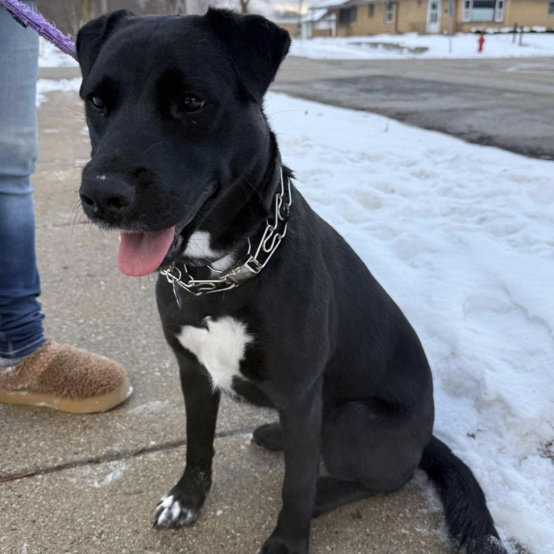 Enlarge Megan, an adoptable mixed breed in Cedarburg, WI image 6/6