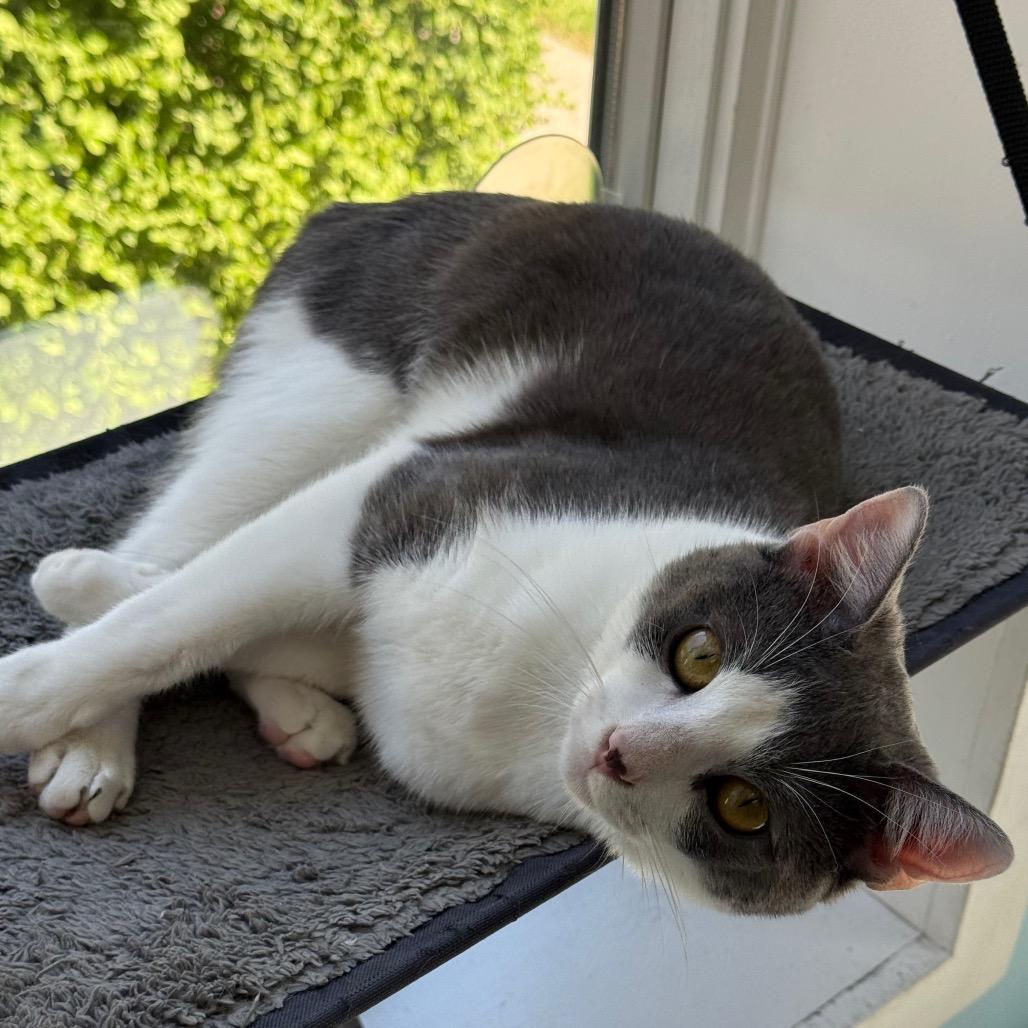 Squilliam, Adoptable, Young Male Domestic Short Hair.