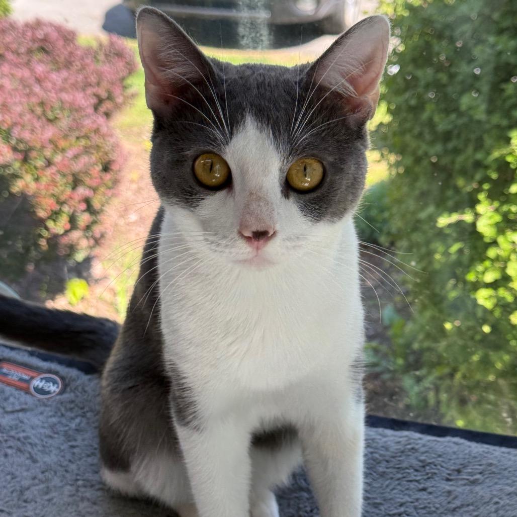 Enlarge Squilliam, a Adoptable Domestic Short Hair in New Fairfield, CT image 2/6