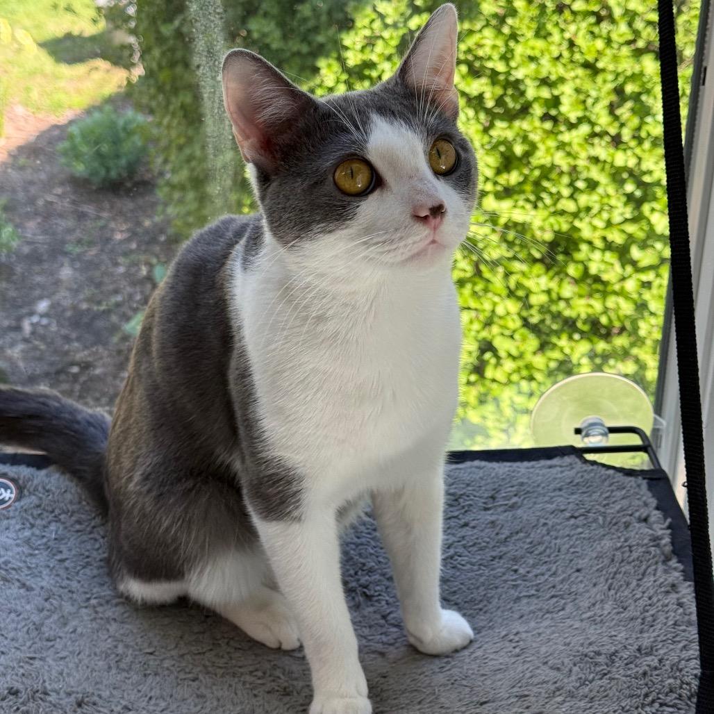 Enlarge Squilliam, a Adoptable Domestic Short Hair in New Fairfield, CT image 3/6