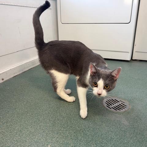 Enlarge Squilliam, a Adoptable Domestic Short Hair in New Fairfield, CT image 1/3