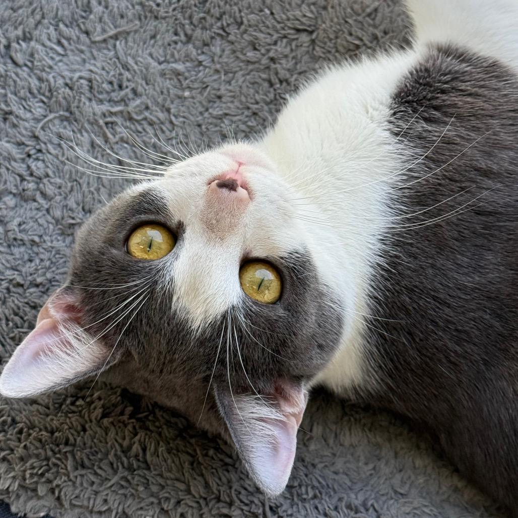 Enlarge Squilliam, a Adoptable Domestic Short Hair in New Fairfield, CT image 6/6