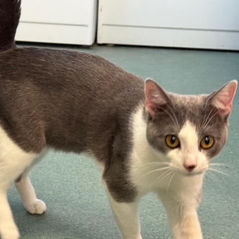 Enlarge Squilliam, a Adoptable Domestic Short Hair in New Fairfield, CT image 3/3