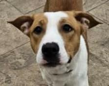Chanel, Adoptable, Young Female Terrier & Labrador Retriever.