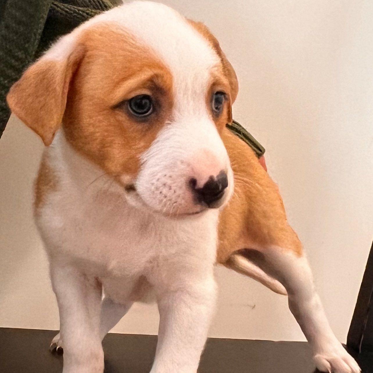 Chanel, a Adoptable mixed breed in Roselle, IL image 2/6