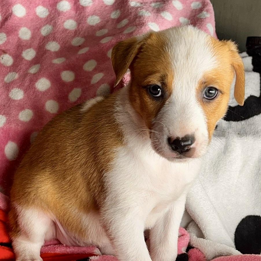 Chanel, a Adoptable mixed breed in Roselle, IL image 3/6