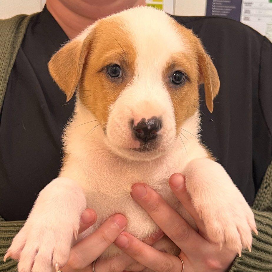 Chanel, a Adoptable mixed breed in Roselle, IL image 1/6