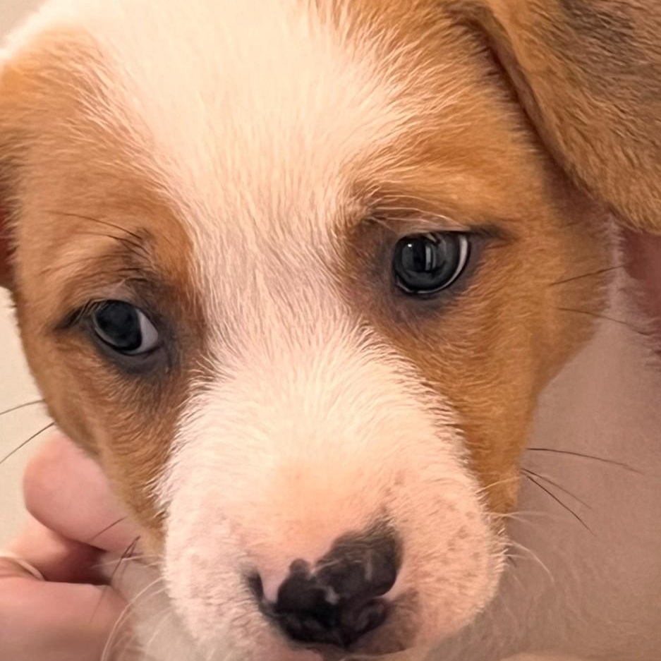 Chanel, a Adoptable mixed breed in Roselle, IL image 4/6