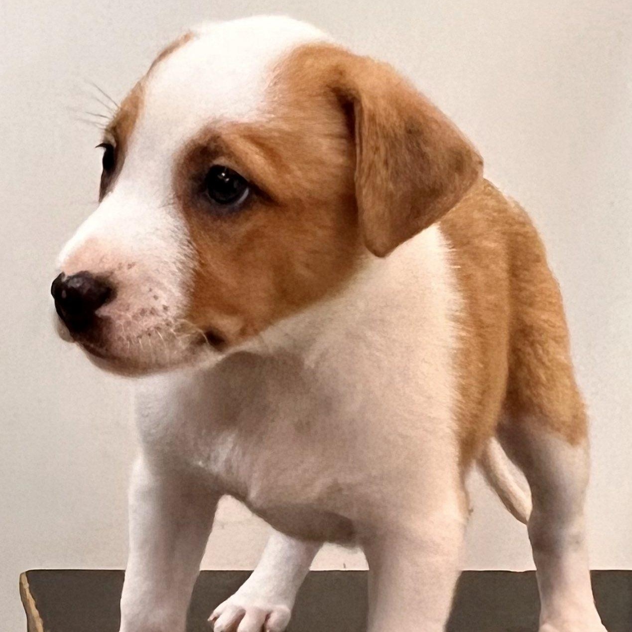 Chanel, a Adoptable mixed breed in Roselle, IL image 5/6