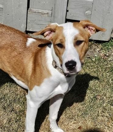 Chanel, a Adoptable mixed breed in Roselle, IL image 4/4