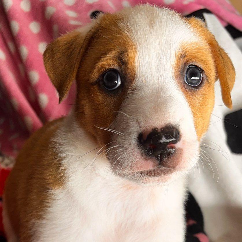 Chanel, a Adoptable mixed breed in Roselle, IL image 6/6