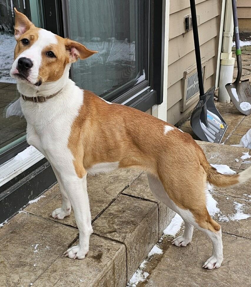Chanel, a Adoptable mixed breed in Roselle, IL image 3/4