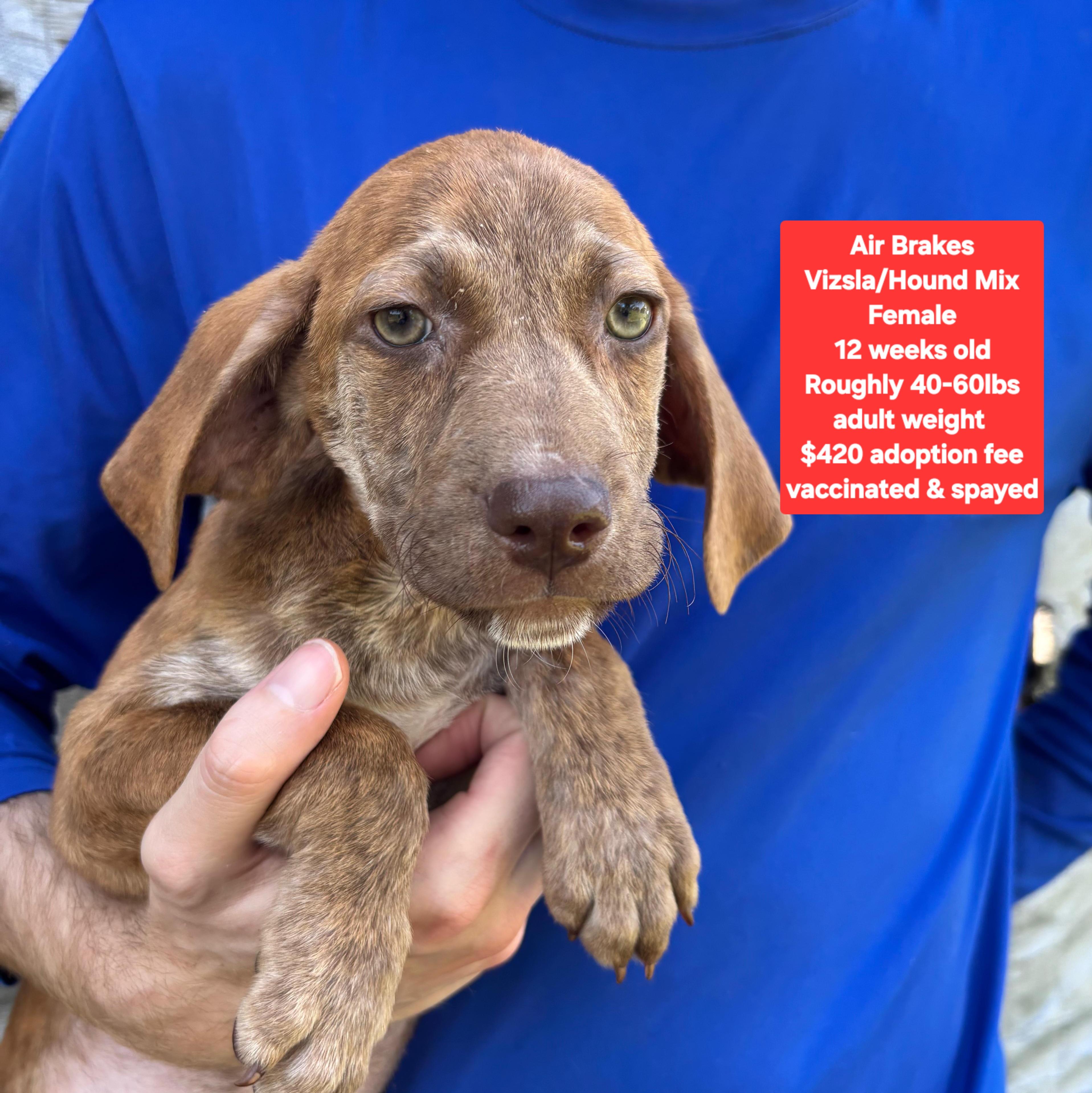 Air Breaks, adopted, Puppy Female Vizsla & Hound.