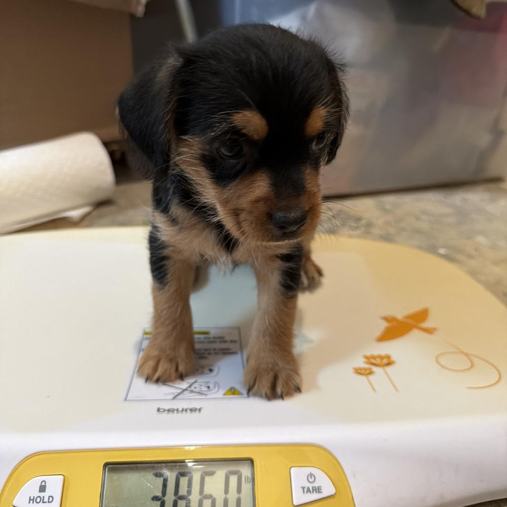 Enlarge Eddy, a Adoptable mixed breed in Montgomery, TX image 1/1
