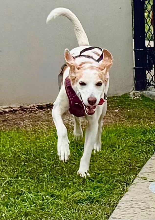 Linda Grace, a Adoptable Beagle in Tampa, FL image 1/3