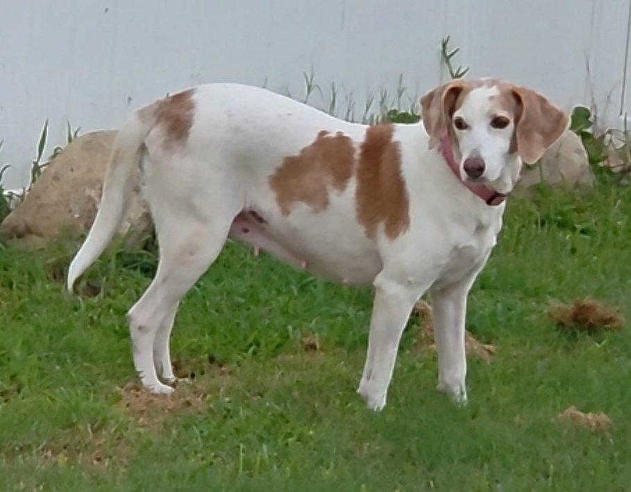 Linda Grace, a Adoptable Beagle in Tampa, FL image 2/3