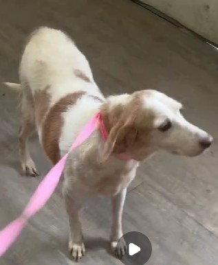 Linda Grace, a Adoptable Beagle in Tampa, FL image 3/3