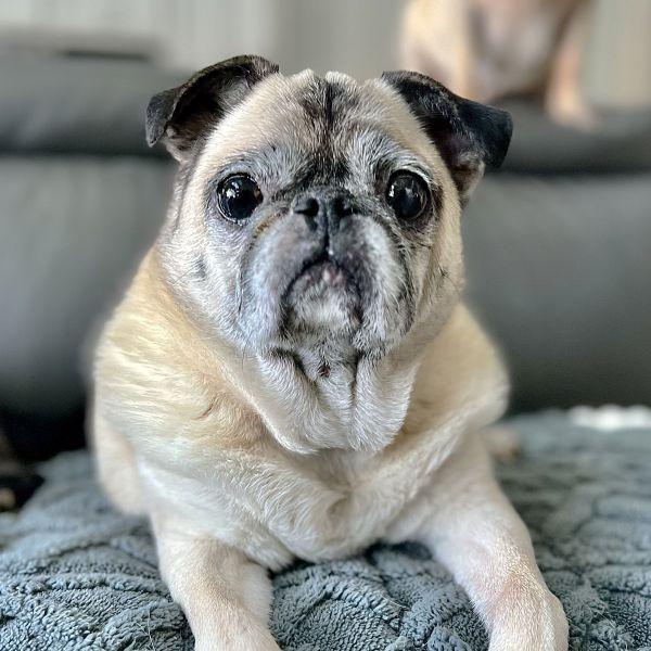 Enlarge Viola, a Adoptable Pug in Alvin, TX image 1/1