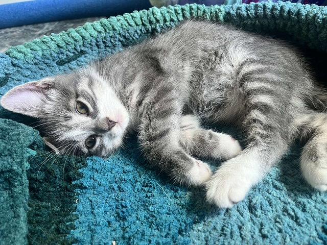 Larry, a Adopted Domestic Short Hair in Rochester, NY image 1/2