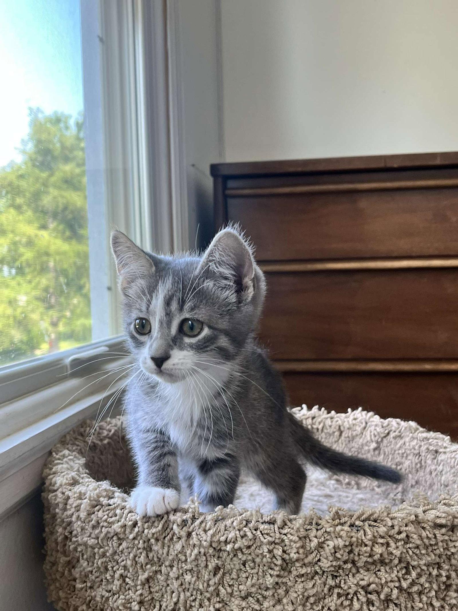Larry, a Adopted Domestic Short Hair in Rochester, NY image 2/2