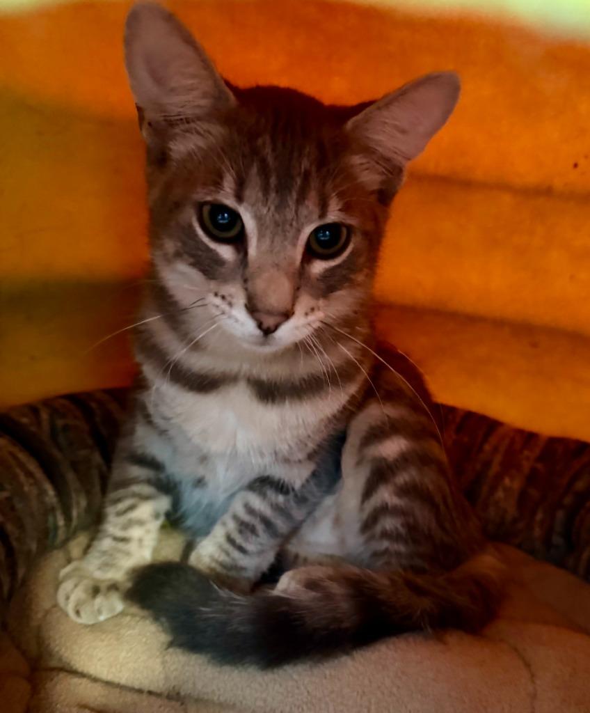 Monty, Adoptable, Kitten Male Domestic Short Hair.