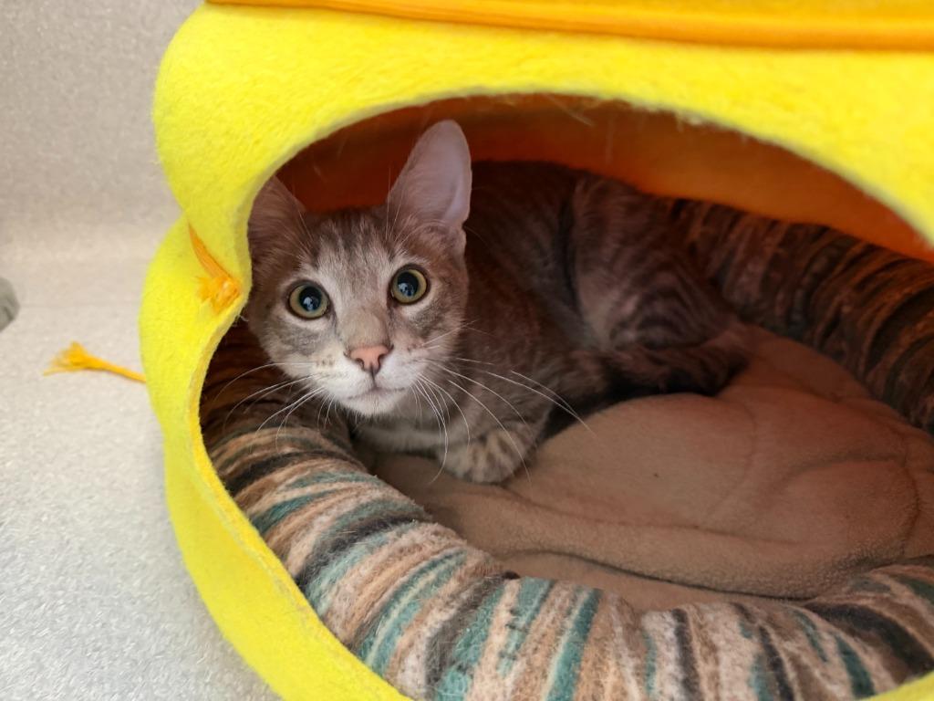 Monty, a Adoptable Domestic Short Hair in North Royalton, OH image 2/3
